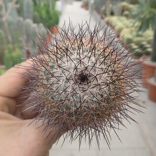 Mammillaria cobrensis  ROG 641 El Divisadero, Chihuahua, Mexiko