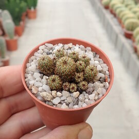 Sulcorebutia tarabucoensis ssp. callecallensis L 389 Calle Calle