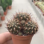 Sulcorebutia spec.