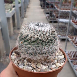 Mammillaria woodsii