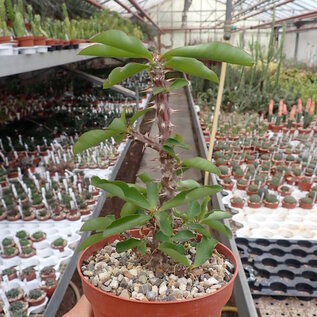 Euphorbia milii cv. Aureiflora