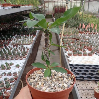 Euphorbia milii cv. Aureiflora