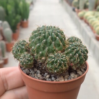 Sulcorebutia losenickyana