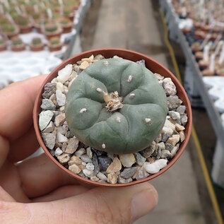 Lophophora williamsii  v. decipiens