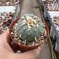 Lophophora williamsii  v. decipiens