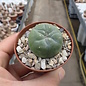 Lophophora fricii