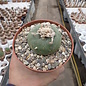 Lophophora diffusaXL