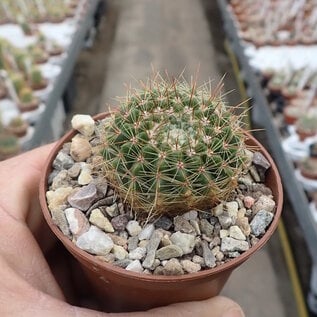 Notocactus herteri