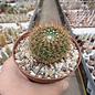 Notocactus herteri