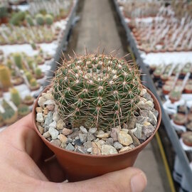 Notocactus horstii f. purpureus  RGS, Brasilien