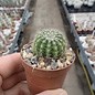 Notocactus muricatus  Gf 121 nördlich Jaguari, alte Straße