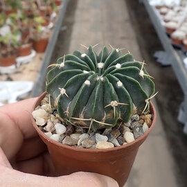 Notocactus sellowii fa. sessiliflora