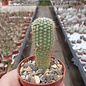 Notocactus tenuicylindrica