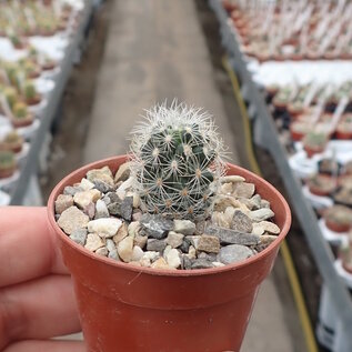 Gymnocactus knuthianus      CITES, not outside EU