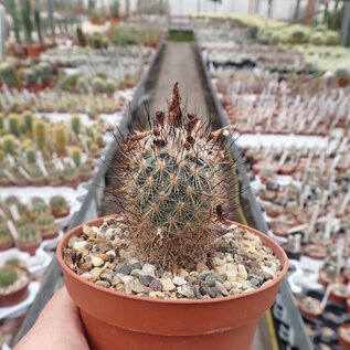 Gymnocactus viereckii L 1159 v. neglegtus Sierra Salamanca, Mexiko, 1000-1300 m   CITES, not outside EU