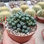 Conophytum spp.