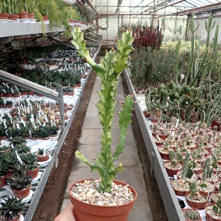 Euphorbia trigona cv. Mint Cream