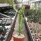 Euphorbia trigona cv. Mint Cream