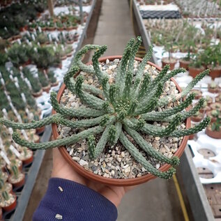 Euphorbia inermis   Eastern Cape, Republic of South Africa