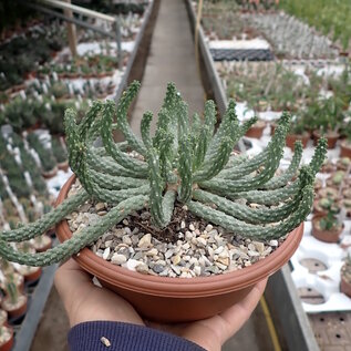 Euphorbia inermis   Eastern Cape, Republic of South Africa