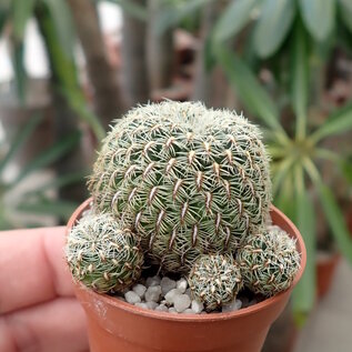 Sulcorebutia elizabethae WK 956