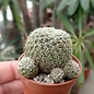 Sulcorebutia elizabethae WK 956