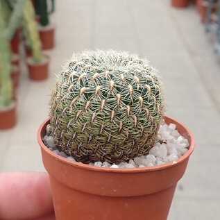 Sulcorebutia elizabethae WK 956