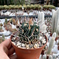 Stenocactus multicostatus