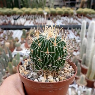 Stenocactus multicostatus