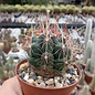 Thelocactus bicolor SB 278  Huizache, San Luis Potosi, Mexico