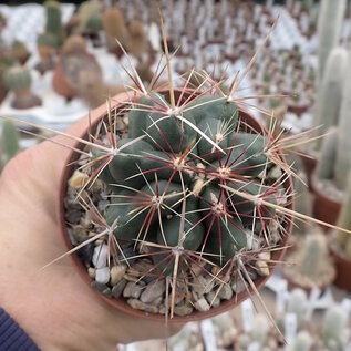 Thelocactus bicolor SB 278  Huizache, San Luis Potosi, Mexico