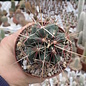 Thelocactus bicolor SB 278  Huizache, San Luis Potosi, Mexico