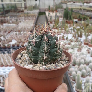 Thelocactus bicolor SB 278  Huizache, San Luis Potosi, Mexico