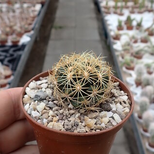 Thelocactus schwarzii   Fortin Agrario, Tam, MEX