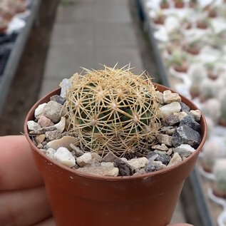 Thelocactus schwarzii   Fortin Agrario, Tam, MEX