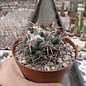 Coryphantha calipensis  SB 1390