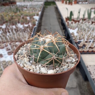 Coryphantha elephantidens