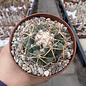 Coryphantha elephantidens