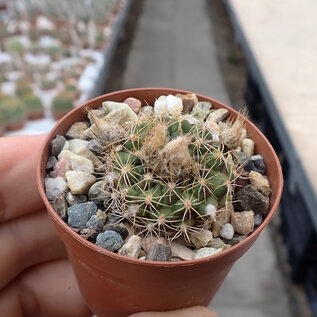 Frailea gracillima   Nueva Italia, Central, Paraguay, 136m