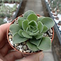 Aeonium longithrysum