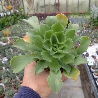 Aeonium longithrysum