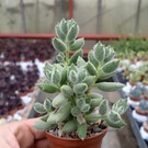 Cotyledon tomentosa