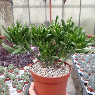 Crassula portulacea cv. Hobbit XL