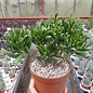 Crassula portulacea cv. Hobbit XL