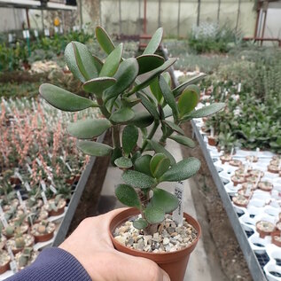 Crassula ovata