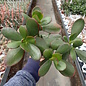 Crassula ovata  cv. Hummels Gold