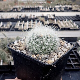 Mammillaria senilis       (dw)