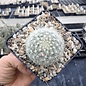 Mammillaria senilis       (dw)