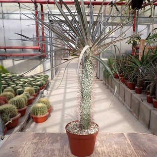 Pachypodium geayi XL