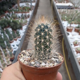 Pilosocereus braunii